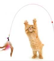 1pc Cat Toy Stick Feather